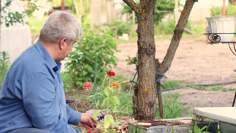 Un hombre planta una plántula de flores amarilla en un lecho de flores.