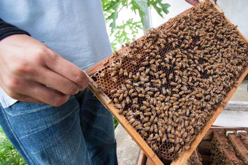 Un hombre que sostiene el panal con las abejas de la miel fotografía de archivo Un hombre que sostiene el panal con las abejas de la miel fotografía de archivo