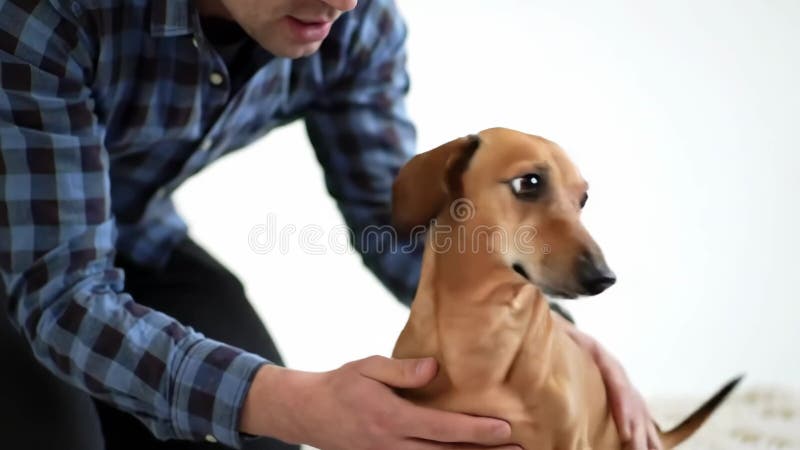 Un homme en chemise bleue met doucement un chien en dachshund marron à l'intérieur illustration libre de droits