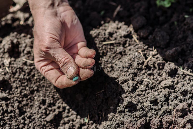 Un homme plus âgé plantant des graines dans le jardin image libre de droits Un homme plus âgé plantant des graines dans le jardin image libre de droits