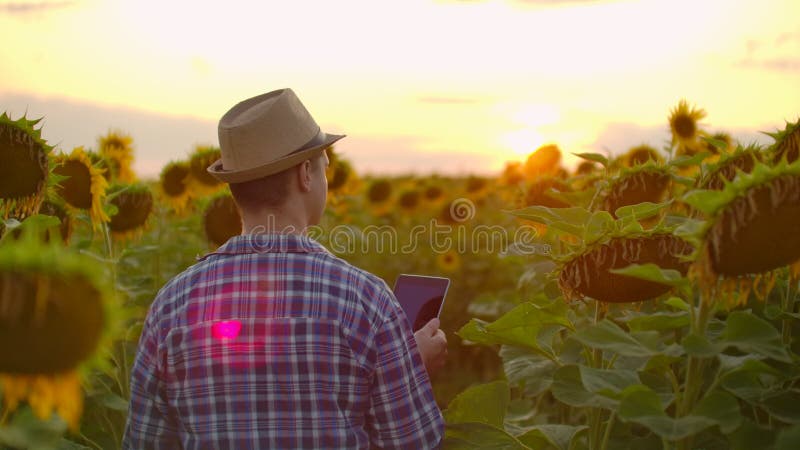 Un homme sur le terrain avec des tournesols jaunes