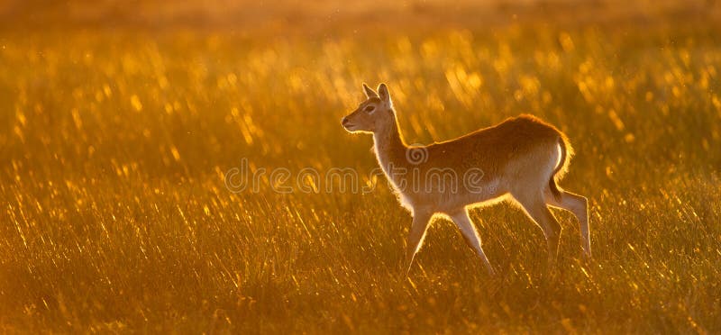 Un horizontal, photographie de couleur d'un lechwe, leche de Kobus, dans l'oreille photos stock Un horizontal, photographie de couleur d'un lechwe, leche de Kobus, dans l'oreille photos stock
