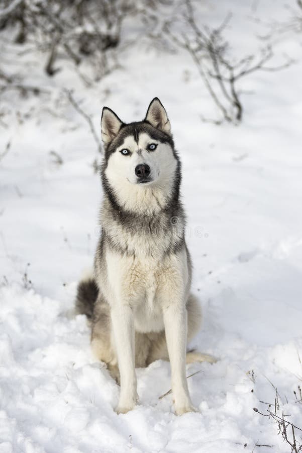 Un husky curioso che si siede nella neve immagini stock Un husky curioso che si siede nella neve immagini stock