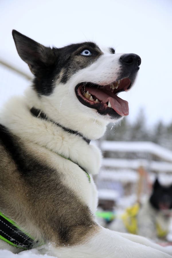 Un Husky de l'Alaska se reposant après avoir tiré un traîneau avec des touristes photos stock
