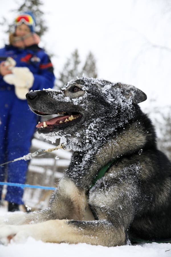Un Husky de l'Alaska se reposant après avoir tiré un traîneau avec des touristes image libre de droits