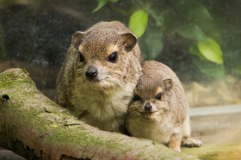 A rock hyrax with young close-up. A rock hyrax with young close-up