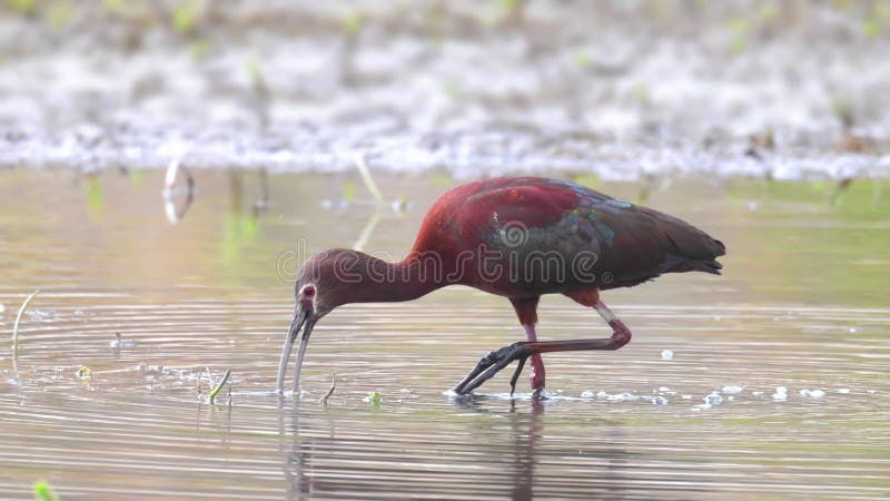 Un ibis plegadis chihi come