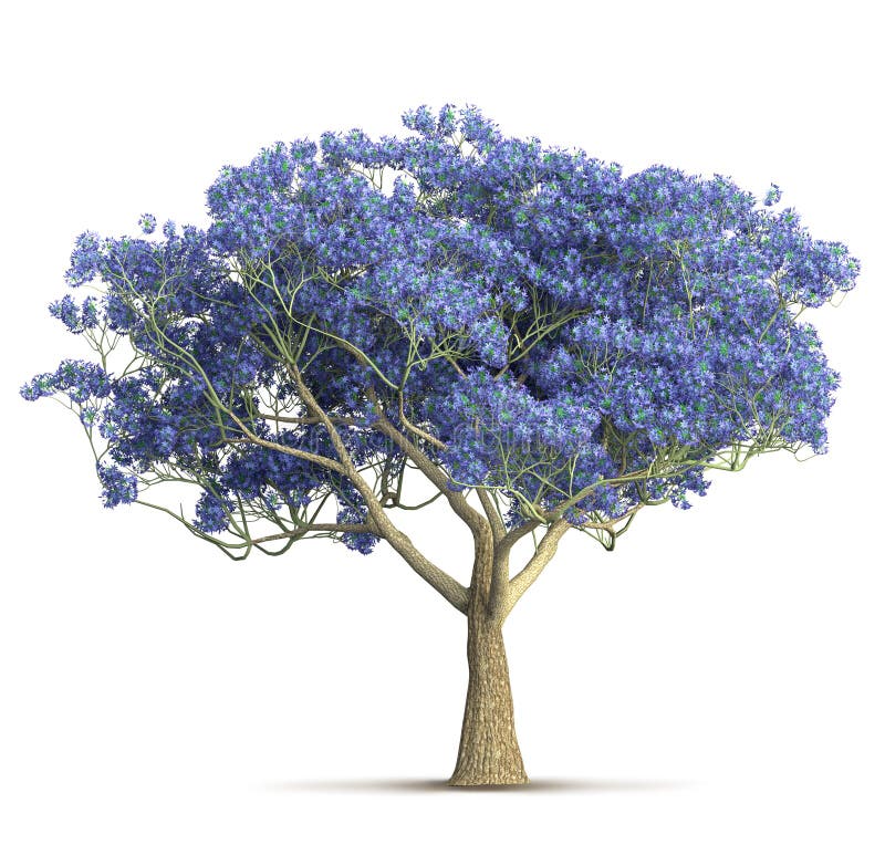 Un'illustrazione isolata albero viola 3D della fioritura della molla
