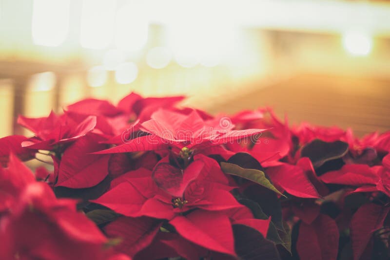 A selective focus closeup shot of festive red Mexican Poinsettias spreading Christmas atmosphere. A selective focus closeup shot of festive red Mexican Poinsettias spreading Christmas atmosphere