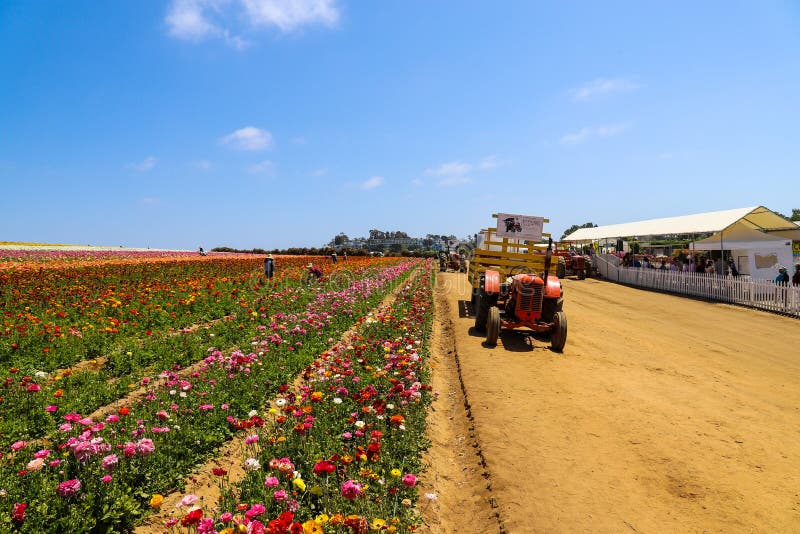 Un'immagine impressionante di acri di fiori rossi e di colore giallo-rosso e viola rosa sul campo con palme e altri alberi verdi d fotografie stock