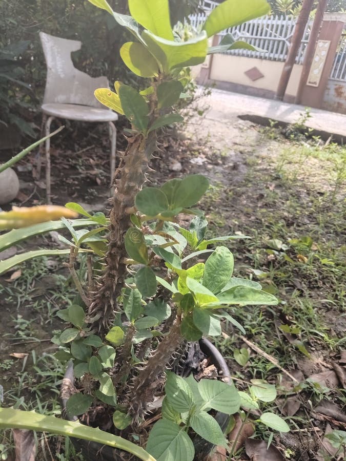 Un impianto di euforbia con i suoi specifici steli spinosi viene catturato in un ambiente esterno.