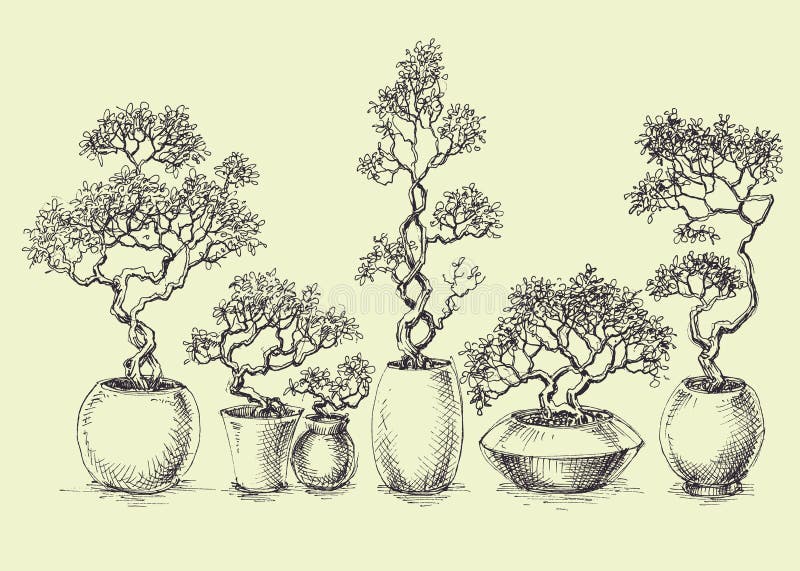 Un insieme degli alberi isolati dei bonsai