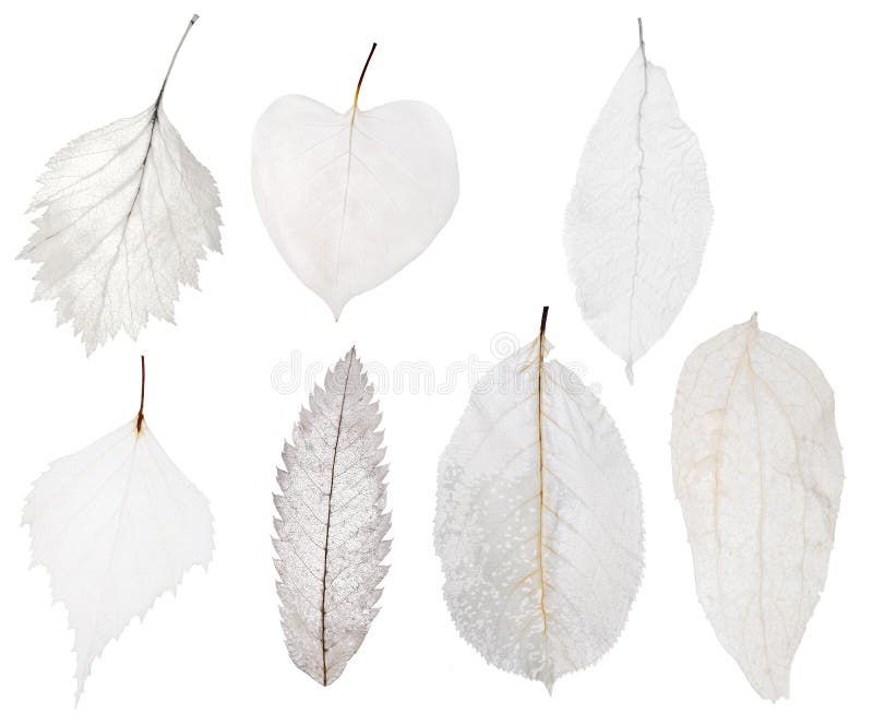Un insieme dello scheletro leggero della foglia sette isolato su bianco fotografia stock Un insieme dello scheletro leggero della foglia sette isolato su bianco fotografia stock