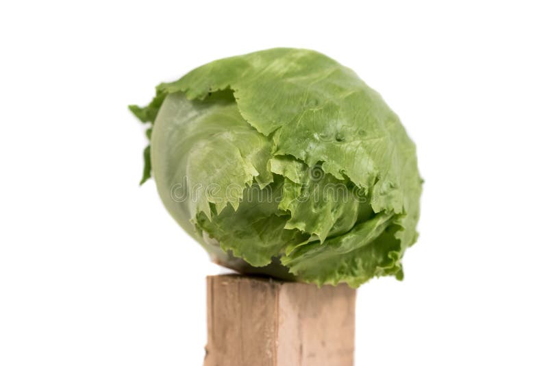 Un'intera testa di lattuga di iceberg verde croccante è bilanciata su una superficie di legno su uno sfondo bianco chiaro. La lattuga presenta foglie che si sovrappongono strettamente con una trama lucida. La sua forma sferica è tipica delle varietà di iceberg comunemente utilizzate nelle insalate per la consistenza croccante.. La superficie di legno appare articolare in modo da creare un contrasto con la trama di foglie.