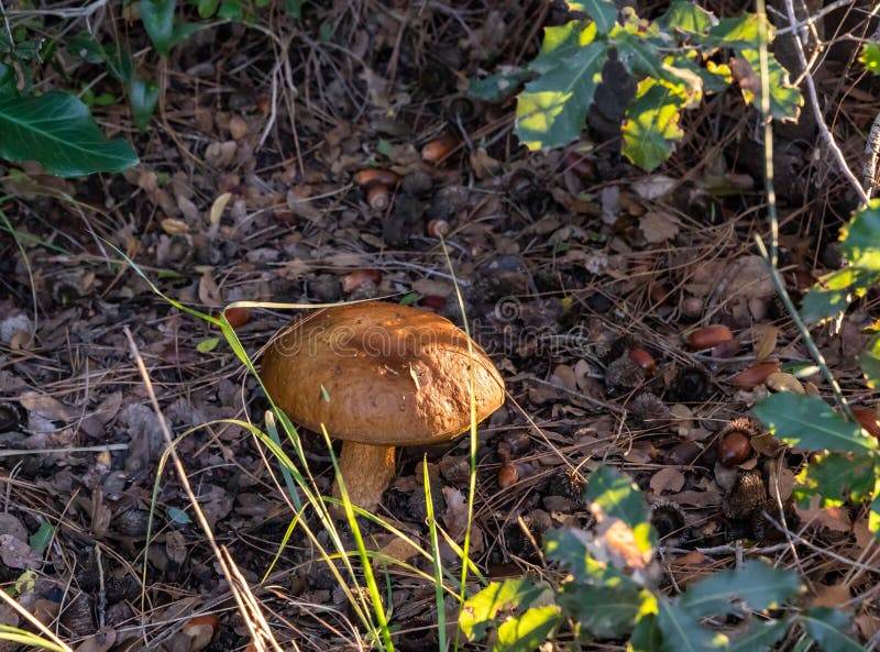 A young edible mushroom - Obabok blackening - Leccinellum lepidum makes their way through a layer of grass and needles in a coniferous forest near the city of Karmiel, in northern Israel. A young edible mushroom - Obabok blackening - Leccinellum lepidum makes their way through a layer of grass and needles in a coniferous forest near the city of Karmiel, in northern Israel