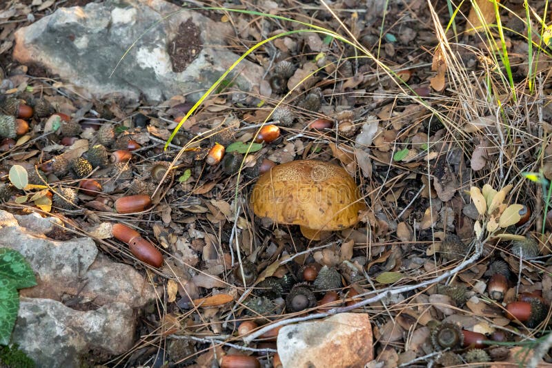 A young edible mushroom - Obabok blackening - Leccinellum lepidum makes their way through a layer of grass and needles in a coniferous forest near the city of Karmiel, in northern Israel. A young edible mushroom - Obabok blackening - Leccinellum lepidum makes their way through a layer of grass and needles in a coniferous forest near the city of Karmiel, in northern Israel