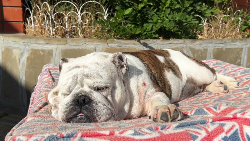 Un jeune bulldog anglais se trouve sur un tapis avec un drapeau anglais reposant devant la maison dans la cour en été. animaux banque de vidéos