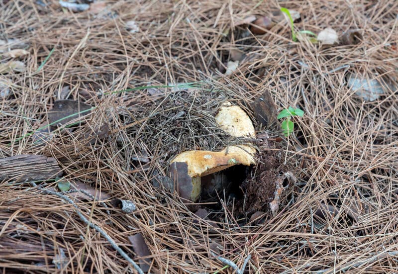 A young edible mushroom - Ginger - Lactarius sanguifluus makes their way through a layer of grass and needles in a coniferous forest near the city of Karmiel, in northern Israel. A young edible mushroom - Ginger - Lactarius sanguifluus makes their way through a layer of grass and needles in a coniferous forest near the city of Karmiel, in northern Israel