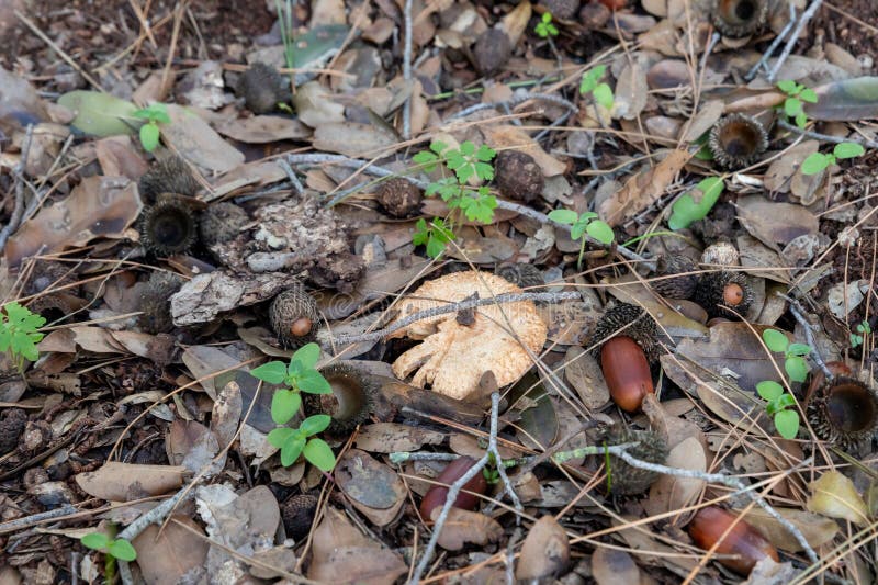 A young edible mushroom - Ginger - Lactarius sanguifluus makes their way through a layer of grass and needles in a coniferous forest near the city of Karmiel, in northern Israel. A young edible mushroom - Ginger - Lactarius sanguifluus makes their way through a layer of grass and needles in a coniferous forest near the city of Karmiel, in northern Israel