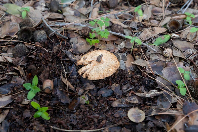 A young edible mushroom - Ginger - Lactarius sanguifluus makes their way through a layer of grass and needles in a coniferous forest near the city of Karmiel, in northern Israel. A young edible mushroom - Ginger - Lactarius sanguifluus makes their way through a layer of grass and needles in a coniferous forest near the city of Karmiel, in northern Israel