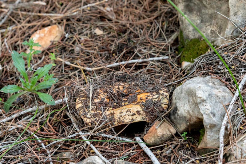 A young edible mushroom - Ginger - Lactarius sanguifluus makes their way through a layer of grass and needles in a coniferous forest near the city of Karmiel, in northern Israel. A young edible mushroom - Ginger - Lactarius sanguifluus makes their way through a layer of grass and needles in a coniferous forest near the city of Karmiel, in northern Israel