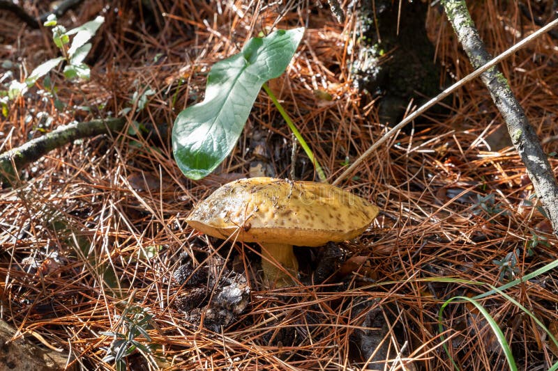 A young edible mushroom - Obabok - Leccinum lepidum, makes their way through a layer of grass and needles in a coniferous forest near the city of Karmiel, in northern Israel. A young edible mushroom - Obabok - Leccinum lepidum, makes their way through a layer of grass and needles in a coniferous forest near the city of Karmiel, in northern Israel