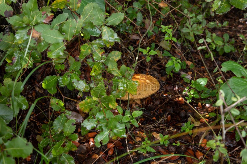 A young edible mushroom - Obabok - Leccinum lepidum, makes their way through a layer of grass and needles in a coniferous forest near the city of Karmiel, in northern Israel. A young edible mushroom - Obabok - Leccinum lepidum, makes their way through a layer of grass and needles in a coniferous forest near the city of Karmiel, in northern Israel