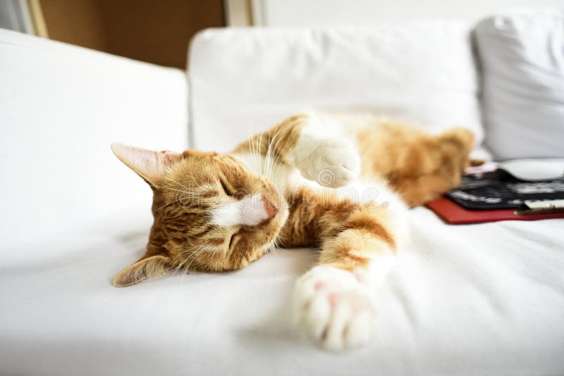 Un jeune chat dormant sur un divan à la maison, doux et beau photographie stock Un jeune chat dormant sur un divan à la maison, doux et beau photographie stock