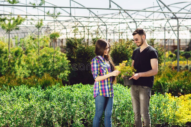 Un jeune couple, un garçon dans un T-shirt noir et une fille en verres, gardent un pot avec une plante verte Achat en serre chaud images libres de droits Un jeune couple, un garçon dans un T-shirt noir et une fille en verres, gardent un pot avec une plante verte Achat en serre chaud images libres de droits