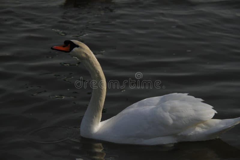 Un jeune cygne nage calmement sur l'eau photographie stock libre de droits Un jeune cygne nage calmement sur l'eau photographie stock libre de droits