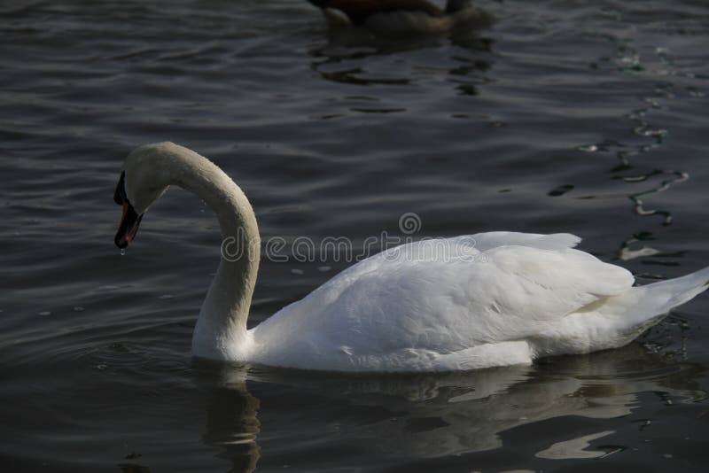 Un jeune cygne nage calmement sur l'eau images libres de droits Un jeune cygne nage calmement sur l'eau images libres de droits