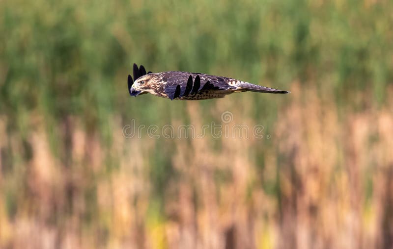 Closeup of a Swainson's Hawk Juvenile, sleek and streamlined in flight, looking down over a Wetland Habitat. Closeup of a Swainson's Hawk Juvenile, sleek and streamlined in flight, looking down over a Wetland Habitat.