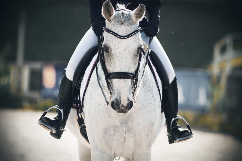 A rider in black boots in the stirrups sits astride a gray horse that walks calmly through the arena. A rider in black boots in the stirrups sits astride a gray horse that walks calmly through the arena