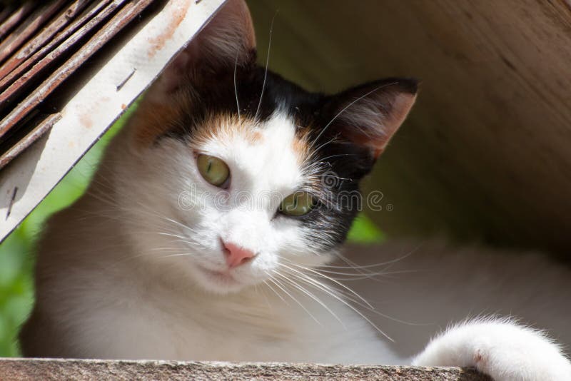 267 Chat Sous Une Couverture Photos Libres De Droits Et Gratuites De Dreamstime