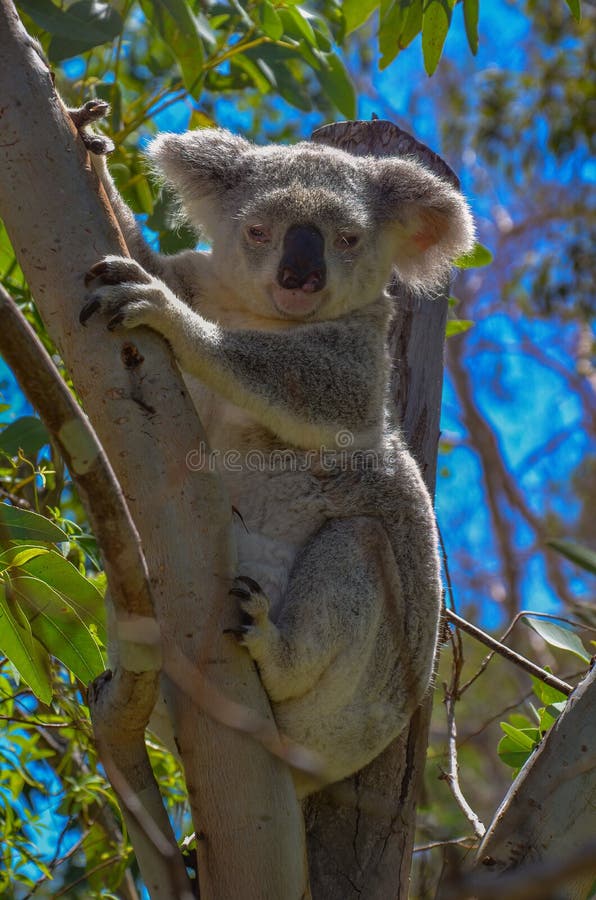 Un Joli Koala Câlin à La Recherche De La Fourchette D'un Gommier