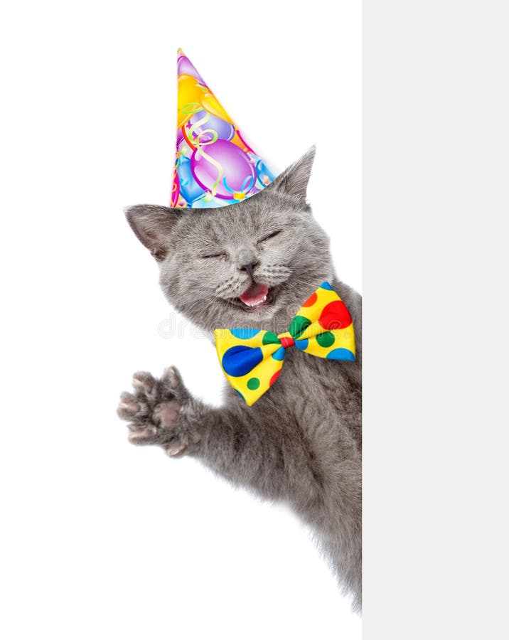 285 Chat De Joyeux Anniversaire Photos Libres De Droits Et Gratuites De Dreamstime
