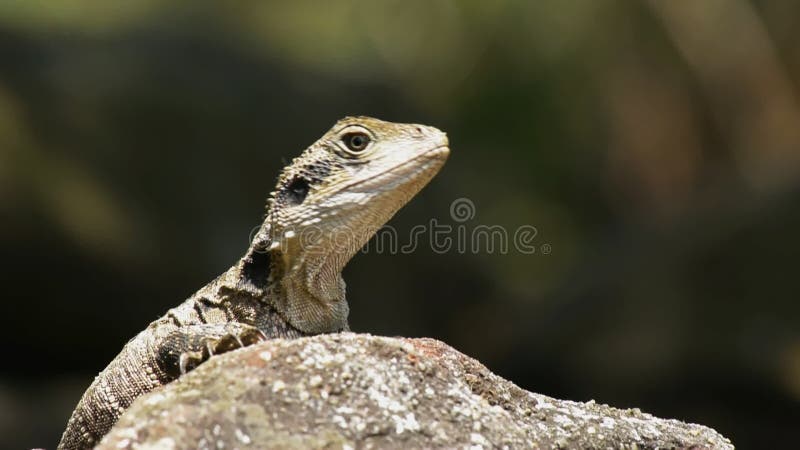 Reptile australien, lézard de dragon des eaux de l'est assis dans