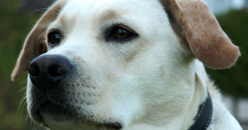 Un Labrador mignon reniflant son odyssée 7Q du nez 4K FS700