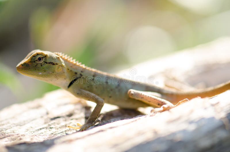 https://thumbs.dreamstime.com/b/un-lagarto-caliente-de-tailandia-del-sol-de-la-ma%C3%B1ana-en-una-rama-feliz-la-falta-de-definici%C3%B3n-y-el-bokeh-hermosos-del-fondo-79739960.jpg