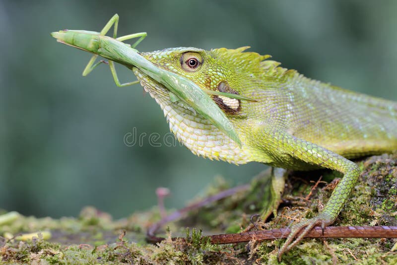 Un lagarto de crema verde está comiendo un saltamontes verde. imagen de archivo libre de regalías