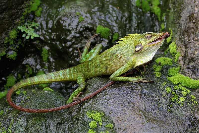 Un lagarto verde con cresta está comiendo críquet. fotos de archivo