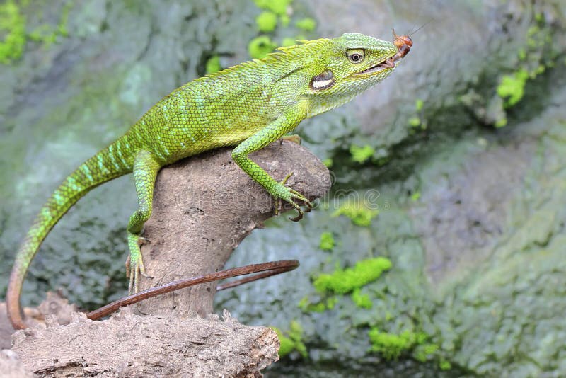 Un lagarto verde con cresta está comiendo críquet. fotografía de archivo libre de regalías