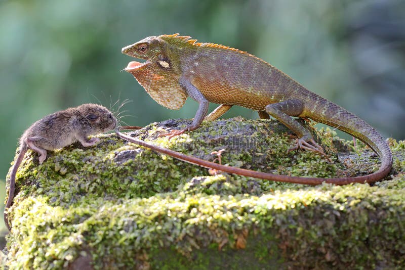 Un lagarto verde cresta se está alimentando de una rata. fotografía de archivo