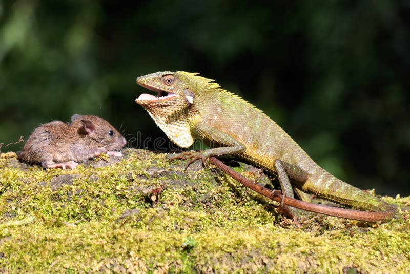 Un lagarto verde cresta se está alimentando de una rata. imagen de archivo
