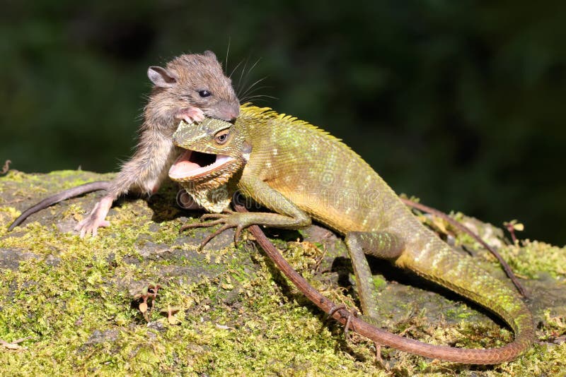 Un lagarto verde cresta se está alimentando de una rata. imagen de archivo