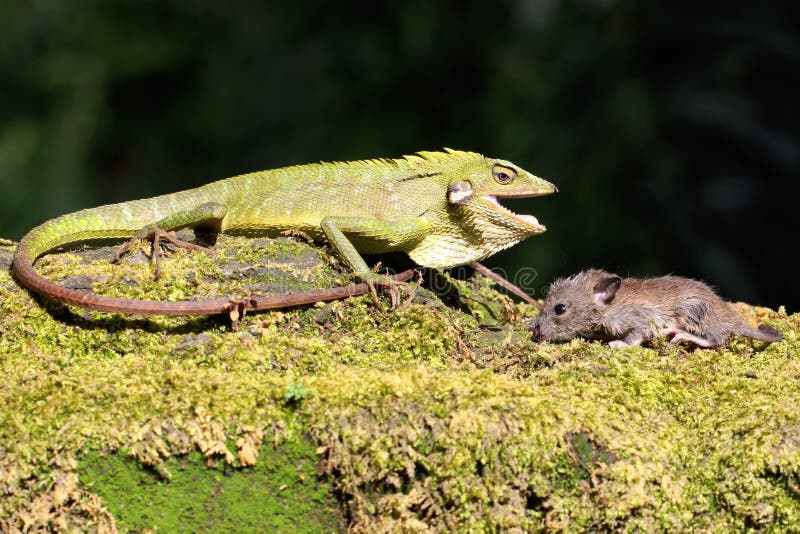Un lagarto verde cresta se está alimentando de una rata. fotografía de archivo