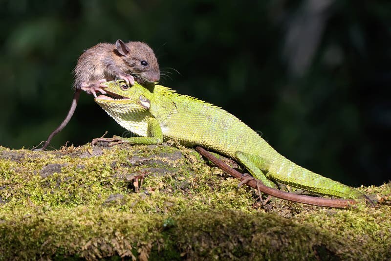 Un lagarto verde cresta se está alimentando de una rata. fotos de archivo libres de regalías