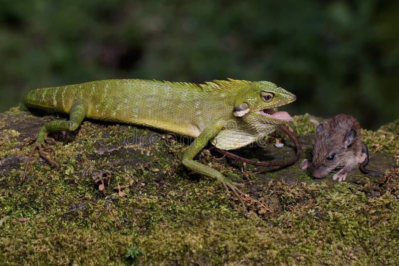 Un lagarto verde cresta se está alimentando de una rata. foto de archivo libre de regalías