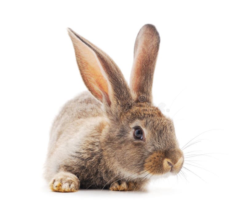 Un lapin brun photo stock Un lapin brun photo stock