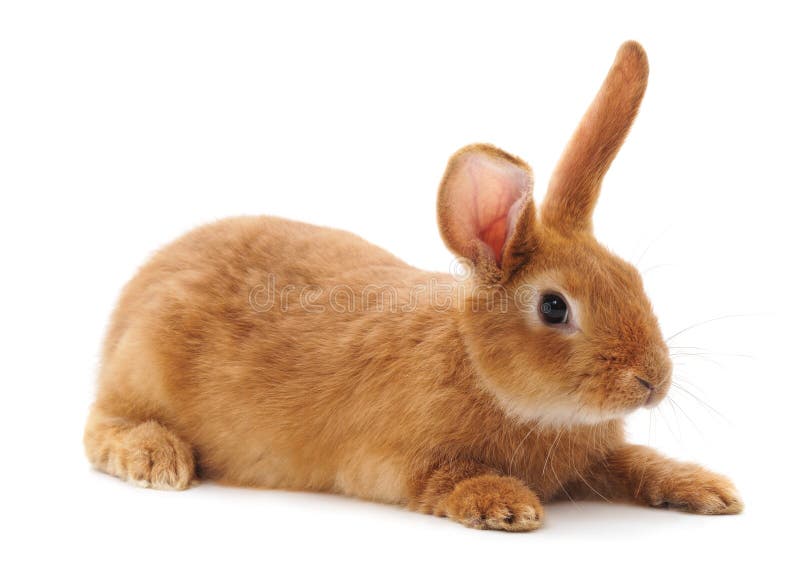 Un lapin brun images libres de droits Un lapin brun images libres de droits